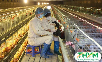 Chăn nuôi gia cầm trong chuồng kín