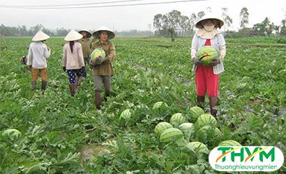 Trồng dưa hấu không hạt