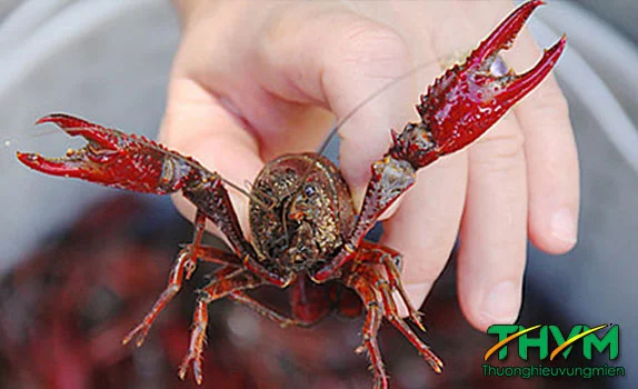 T&ocirc;m c&agrave;ng đỏ