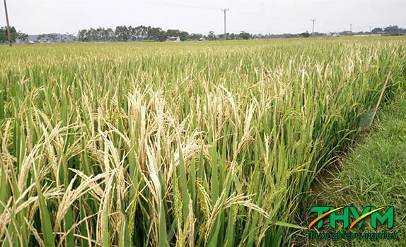 Bệnh bạc lá lúa