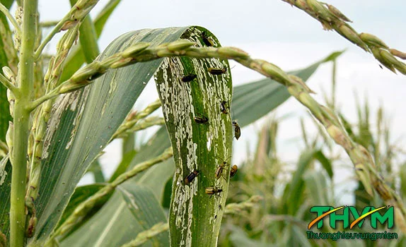 Bọ xít đen hại lúa