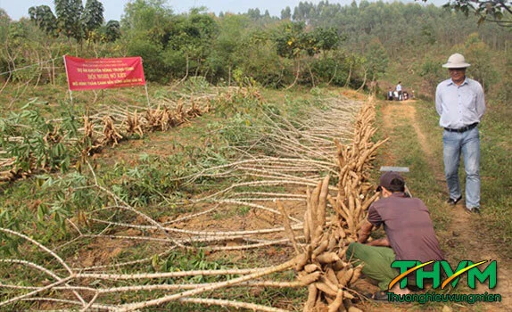 Kỹ thuật trồng săn năng suất cao