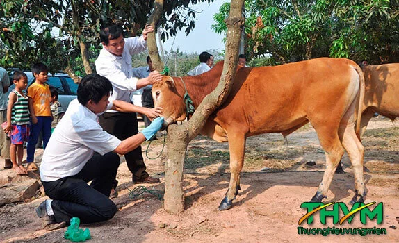 Các bệnh thường gặp ở trâu bò