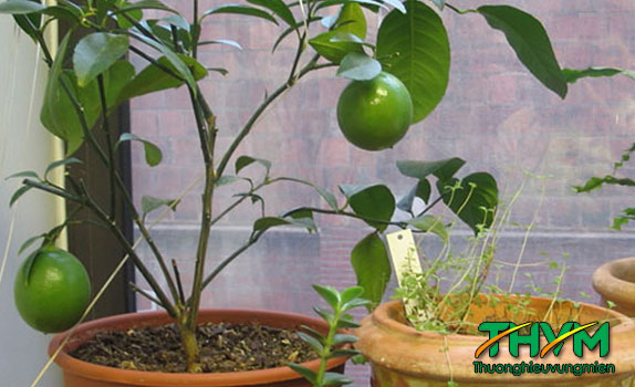 Cách trồng chanh trong chậu