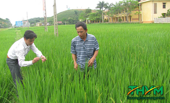 Khắc phục thoái hóa giống lúa