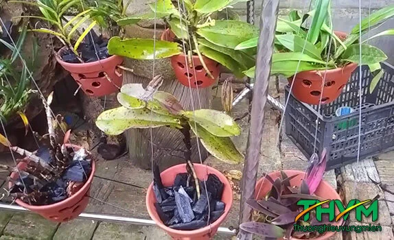 Cách trồng lan rừng