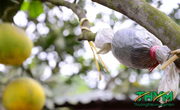Cách chiết cành bưởi