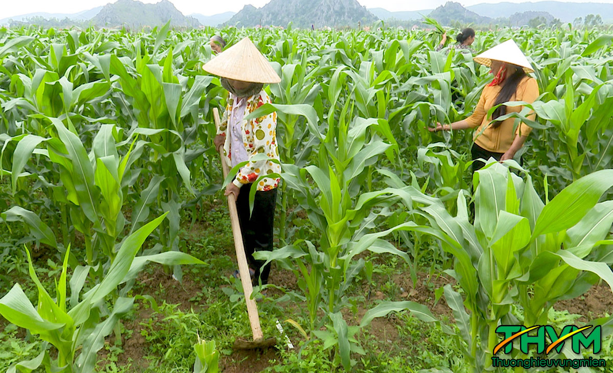 luân canh cải tạo đất
