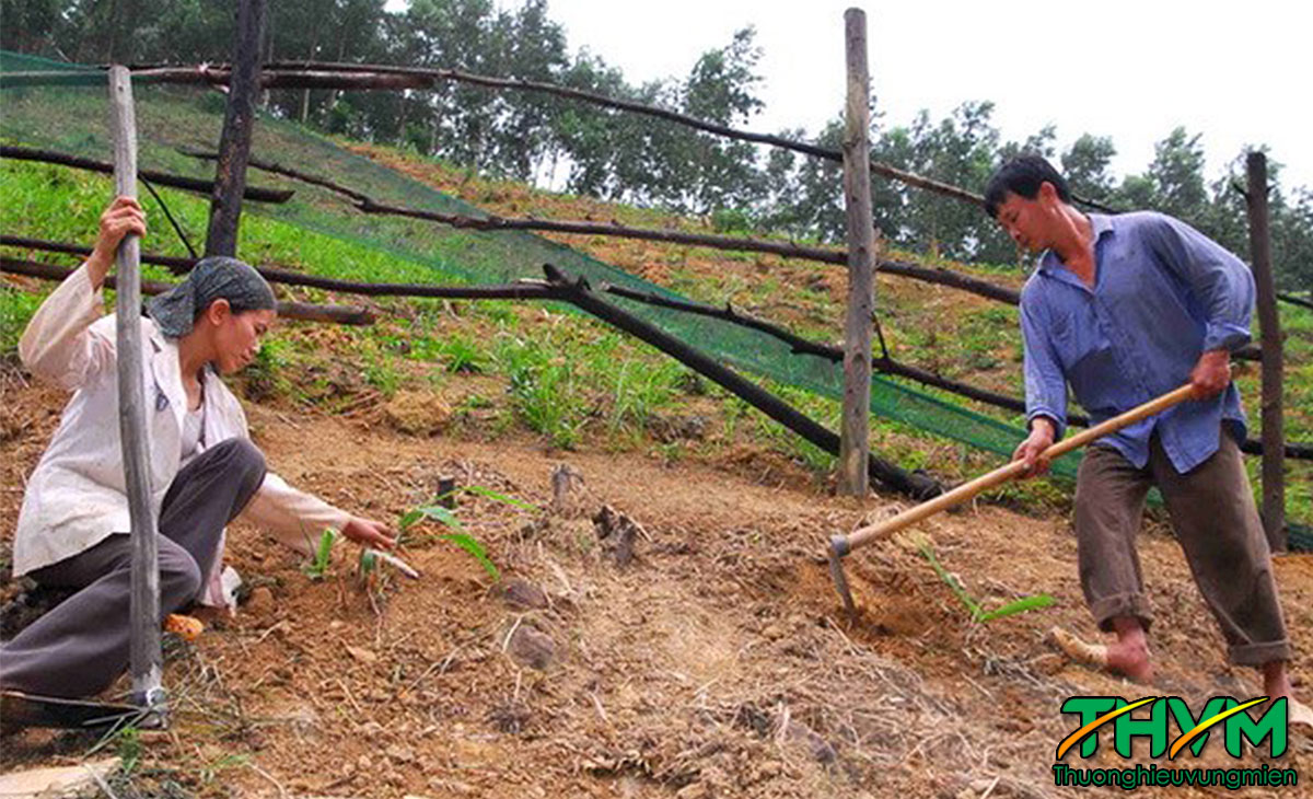 thực trạng canh tác đất nông nghiệp