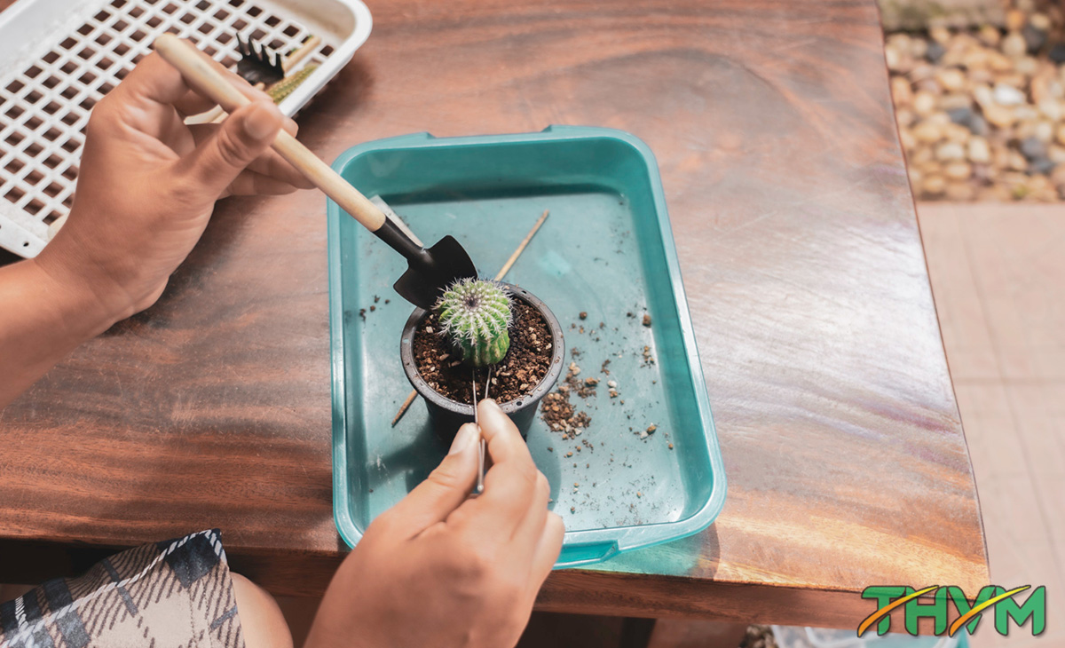 cách trồng sen đá khi mới mua về