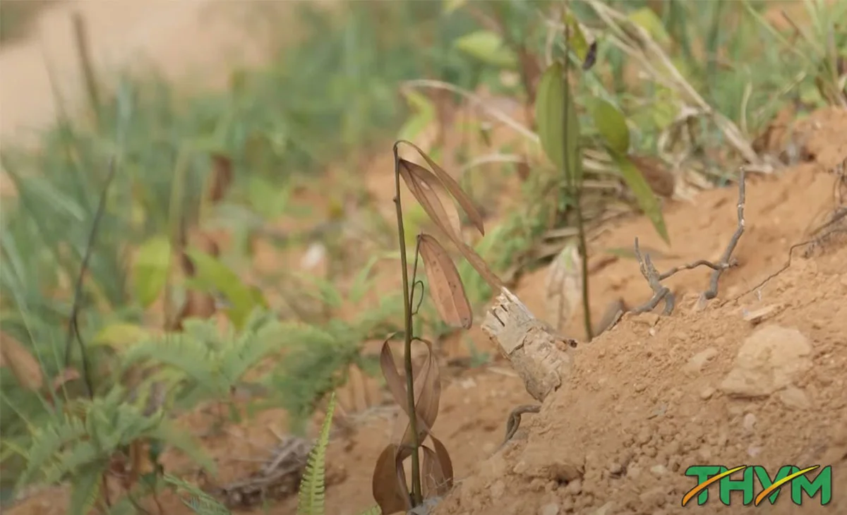 cây trồng thiếu nước