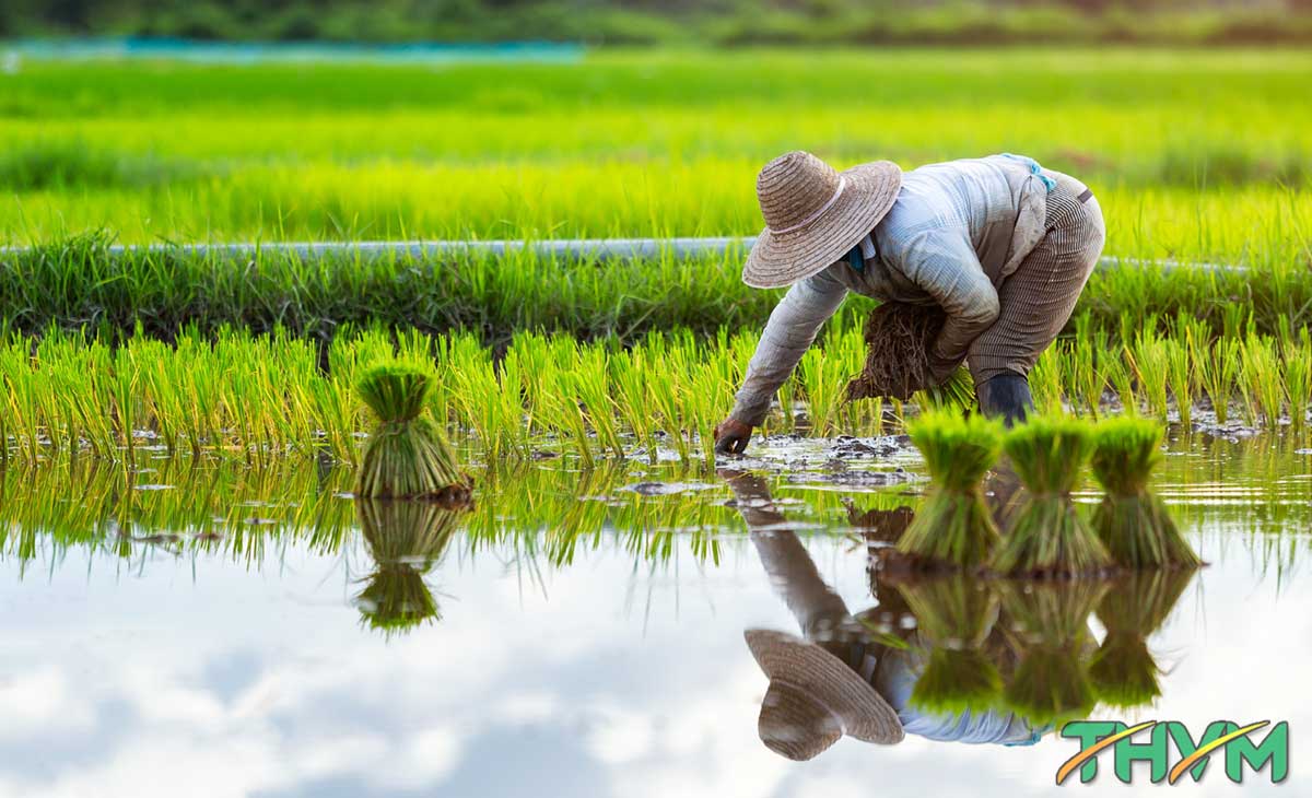 nông nghiệp lúa nước