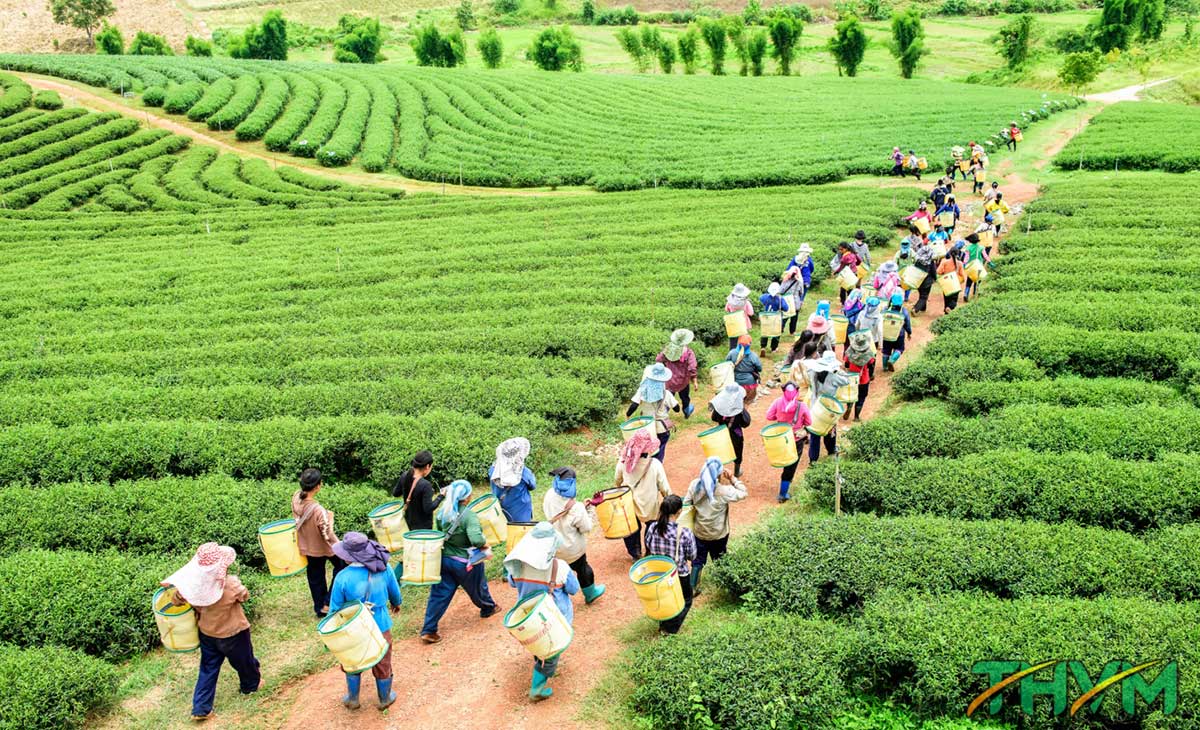 mô hình du lịch nông nghiệp