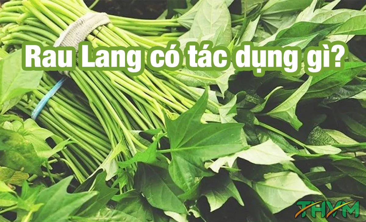 rau lang có tác dụng gì