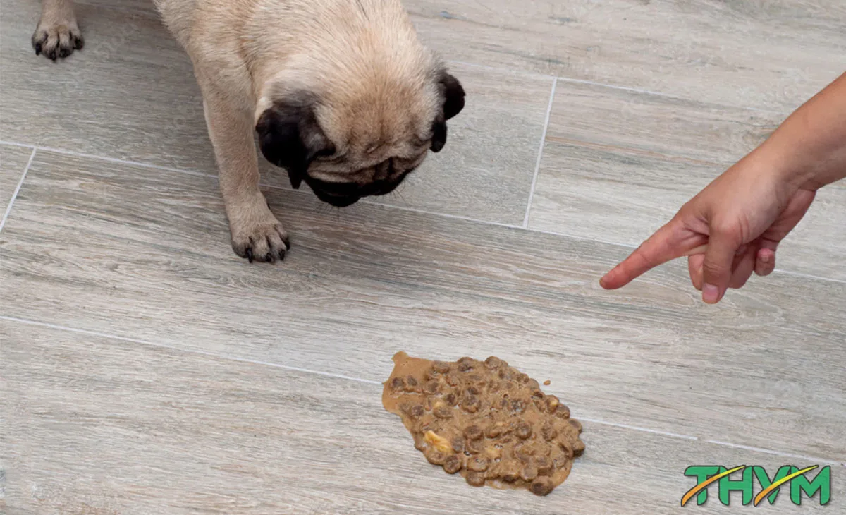 dog vomits