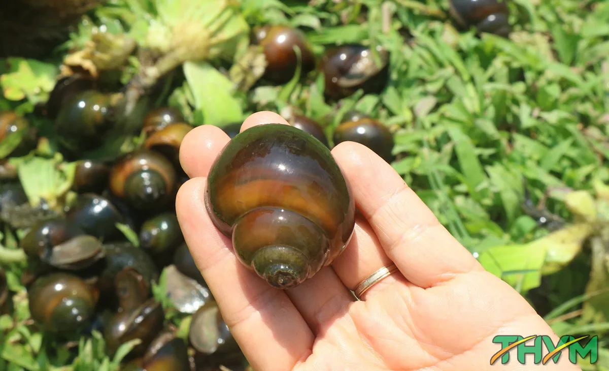 nuôi ốc bươu đen